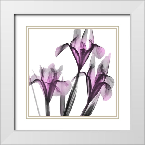 Dazzling Iris White Modern Wood Framed Art Print with Double Matting by Koetsier, Albert