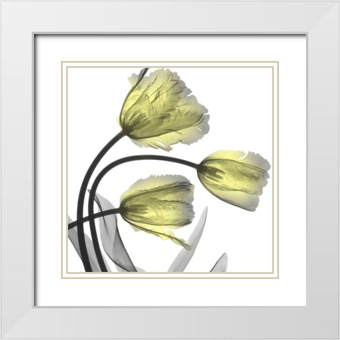 Glorious Tulips White Modern Wood Framed Art Print with Double Matting by Koetsier, Albert