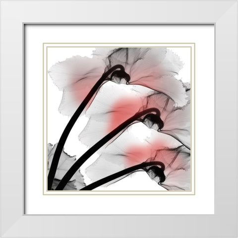 Coral Luster Cyclamen White Modern Wood Framed Art Print with Double Matting by Koetsier, Albert