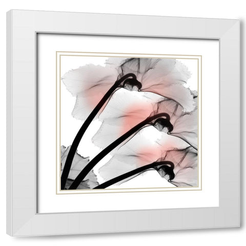 Coral Luster Cyclamen 2 White Modern Wood Framed Art Print with Double Matting by Koetsier, Albert