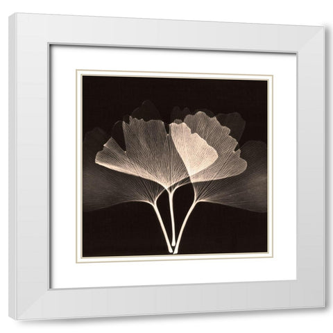 Cocoa Ginko 2 White Modern Wood Framed Art Print with Double Matting by Koetsier, Albert