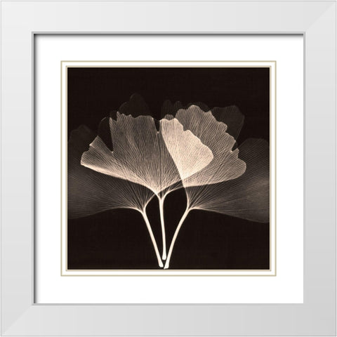 Cocoa Ginko 2 White Modern Wood Framed Art Print with Double Matting by Koetsier, Albert