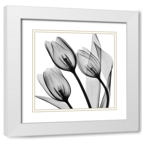 Splendid Monotone Tulips White Modern Wood Framed Art Print with Double Matting by Koetsier, Albert