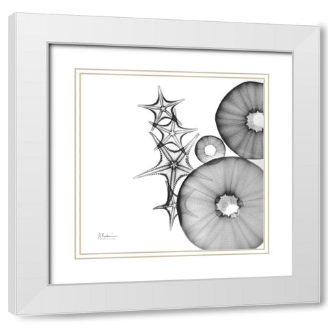 Aquatic Slice 1 White Modern Wood Framed Art Print with Double Matting by Koetsier, Albert