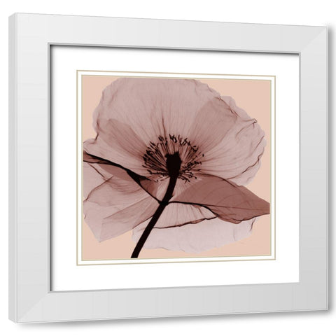 Poppy Love White Modern Wood Framed Art Print with Double Matting by Koetsier, Albert