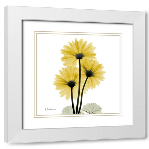 Golden Gerbera 2 White Modern Wood Framed Art Print with Double Matting by Koetsier, Albert