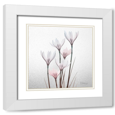 White Rain Lily 1 White Modern Wood Framed Art Print with Double Matting by Koetsier, Albert