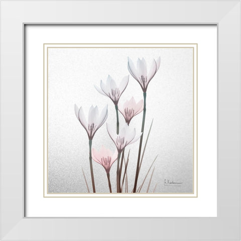 White Rain Lily 1 White Modern Wood Framed Art Print with Double Matting by Koetsier, Albert