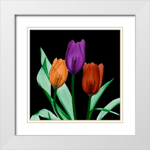 Jeweled Tulips 3 White Modern Wood Framed Art Print with Double Matting by Koetsier, Albert