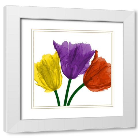 Shiny Jewel Tulips 1 White Modern Wood Framed Art Print with Double Matting by Koetsier, Albert