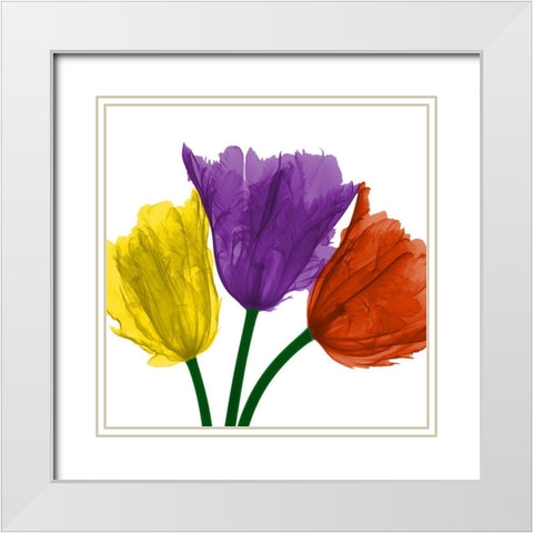 Shiny Jewel Tulips 1 White Modern Wood Framed Art Print with Double Matting by Koetsier, Albert