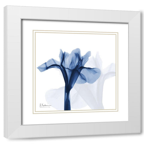 Indigo Infused Iris White Modern Wood Framed Art Print with Double Matting by Koetsier, Albert