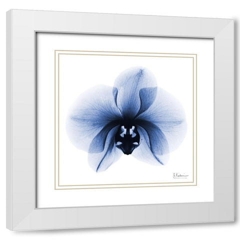 Indigo Infused Orchid 1 White Modern Wood Framed Art Print with Double Matting by Koetsier, Albert