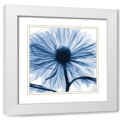 Indigo Chrysanthemum White Modern Wood Framed Art Print with Double Matting by Koetsier, Albert