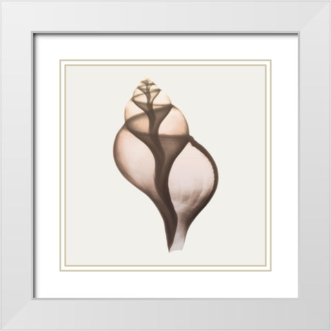 Sandy Sea Shells 1 White Modern Wood Framed Art Print with Double Matting by Koetsier, Albert