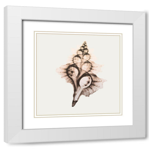 Sandy Sea Shells 2 White Modern Wood Framed Art Print with Double Matting by Koetsier, Albert