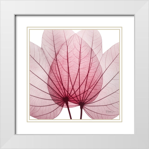 Brilliant Orchid Tree White Modern Wood Framed Art Print with Double Matting by Koetsier, Albert