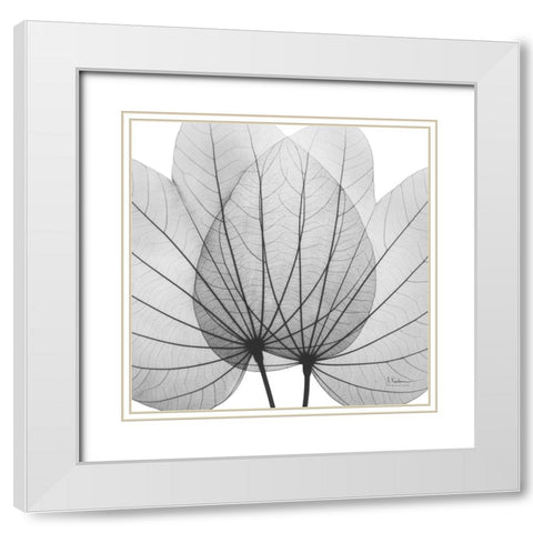 Orchid Tree BW White Modern Wood Framed Art Print with Double Matting by Koetsier, Albert