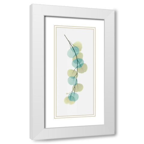 Citrus Eucalyptus White Modern Wood Framed Art Print with Double Matting by Koetsier, Albert