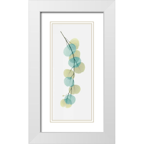 Citrus Eucalyptus White Modern Wood Framed Art Print with Double Matting by Koetsier, Albert