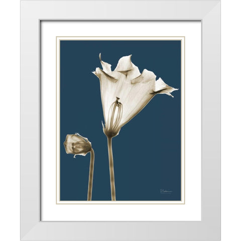 Gloxinia TOP White Modern Wood Framed Art Print with Double Matting by Koetsier, Albert