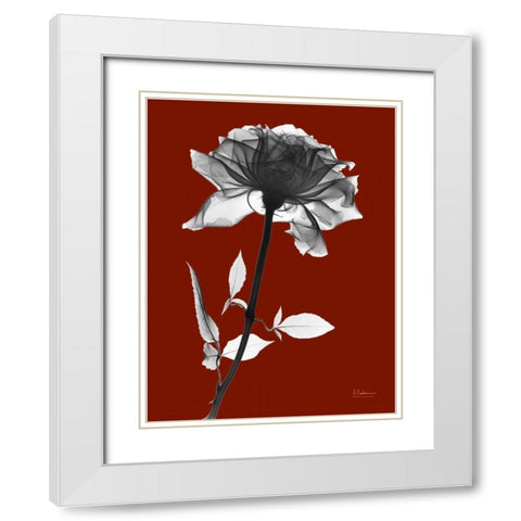 Red Rose White Modern Wood Framed Art Print with Double Matting by Koetsier, Albert