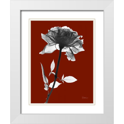 Red Rose White Modern Wood Framed Art Print with Double Matting by Koetsier, Albert