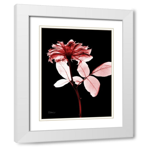 Rose 12 White Modern Wood Framed Art Print with Double Matting by Koetsier, Albert