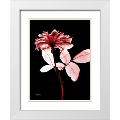 Rose 12 White Modern Wood Framed Art Print with Double Matting by Koetsier, Albert