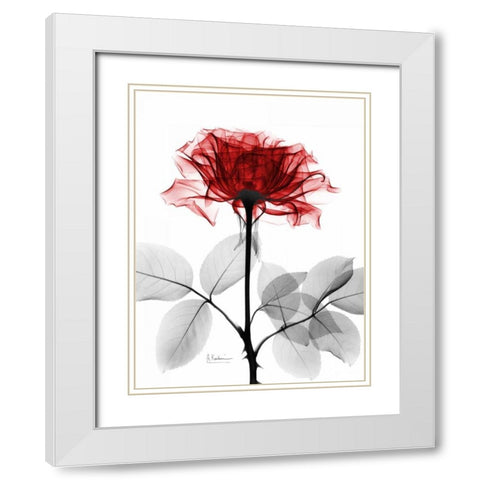 Rose 18 White Modern Wood Framed Art Print with Double Matting by Koetsier, Albert