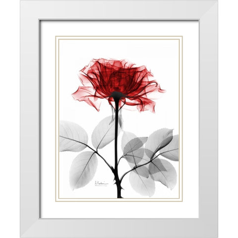 Rose 18 White Modern Wood Framed Art Print with Double Matting by Koetsier, Albert