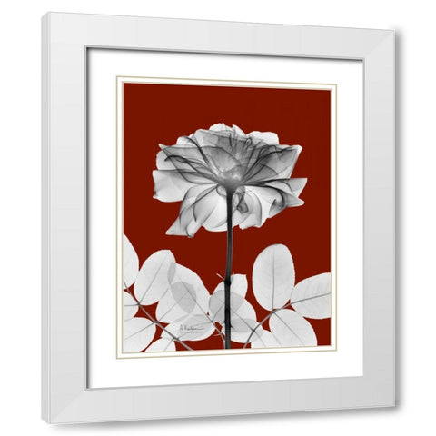 Rose 28 White Modern Wood Framed Art Print with Double Matting by Koetsier, Albert