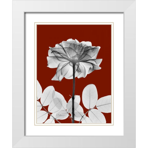 Rose 28 White Modern Wood Framed Art Print with Double Matting by Koetsier, Albert