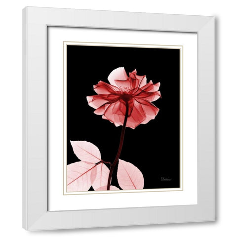 Rose 29 White Modern Wood Framed Art Print with Double Matting by Koetsier, Albert