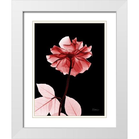 Rose 29 White Modern Wood Framed Art Print with Double Matting by Koetsier, Albert