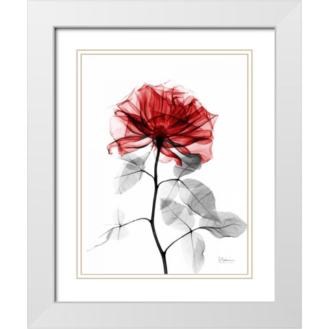 Rose 32 White Modern Wood Framed Art Print with Double Matting by Koetsier, Albert