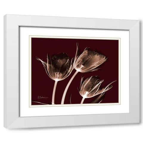 Crimson Tulips White Modern Wood Framed Art Print with Double Matting by Koetsier, Albert