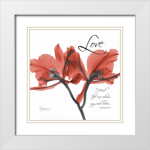 Royal Red Orchid - Love Again White Modern Wood Framed Art Print with Double Matting by Koetsier, Albert