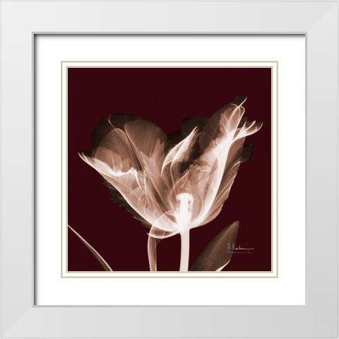 Tabitha Tulip Single White Modern Wood Framed Art Print with Double Matting by Koetsier, Albert