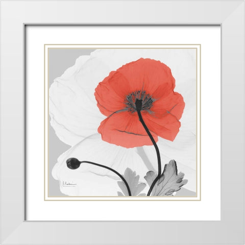 Poppy Princess White Modern Wood Framed Art Print with Double Matting by Koetsier, Albert