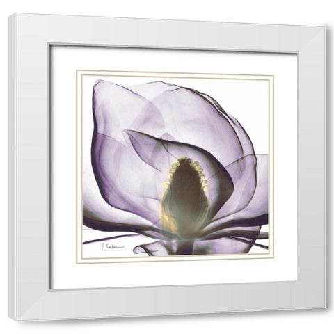 Precious Orchid in Purple Close White Modern Wood Framed Art Print with Double Matting by Koetsier, Albert