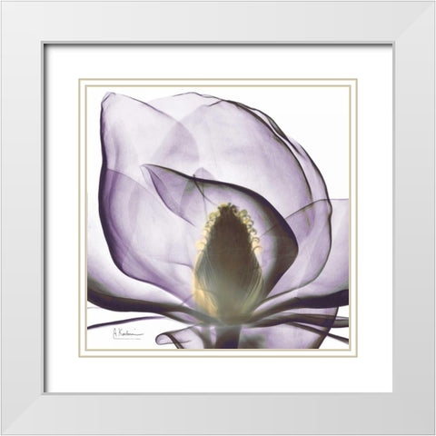 Precious Orchid in Purple Close White Modern Wood Framed Art Print with Double Matting by Koetsier, Albert