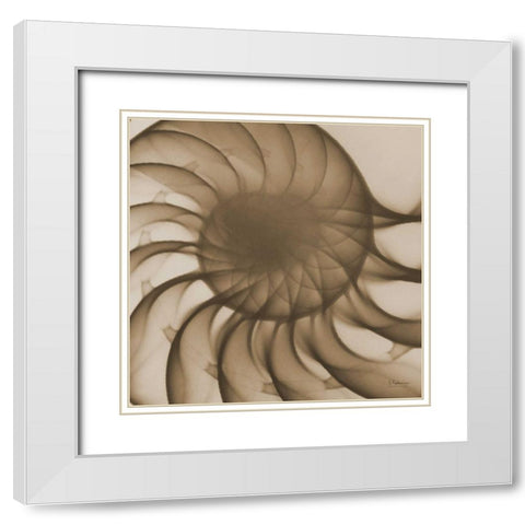 Brown Shell Close Up White Modern Wood Framed Art Print with Double Matting by Koetsier, Albert