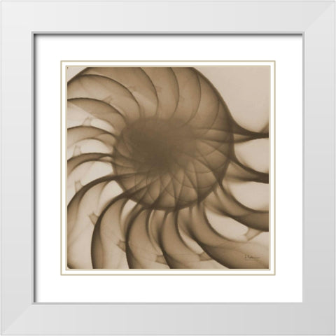 Brown Shell Close Up White Modern Wood Framed Art Print with Double Matting by Koetsier, Albert