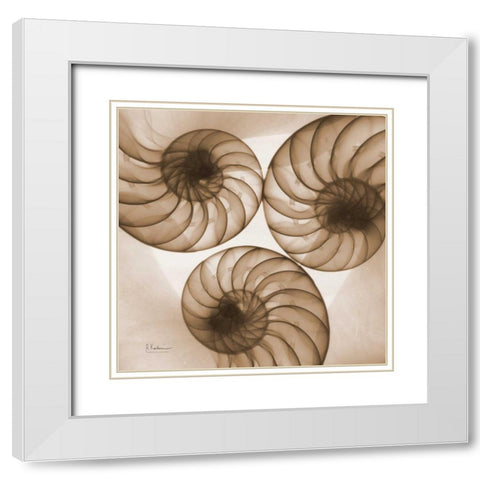 Brown Shell  Triple White Modern Wood Framed Art Print with Double Matting by Koetsier, Albert