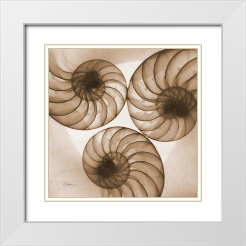 Brown Shell  Triple White Modern Wood Framed Art Print with Double Matting by Koetsier, Albert