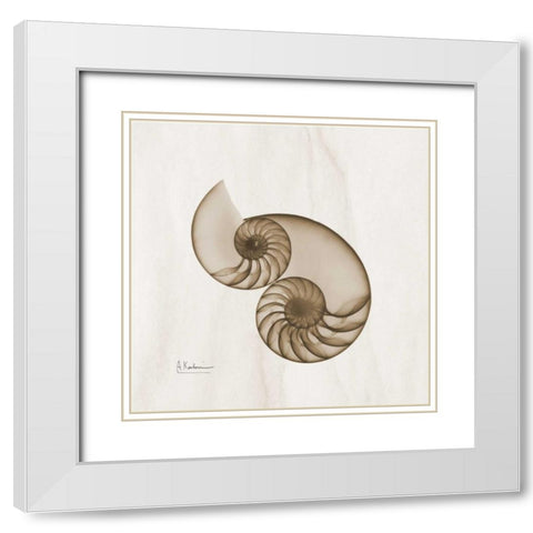 Brown Shell Pair White Modern Wood Framed Art Print with Double Matting by Koetsier, Albert