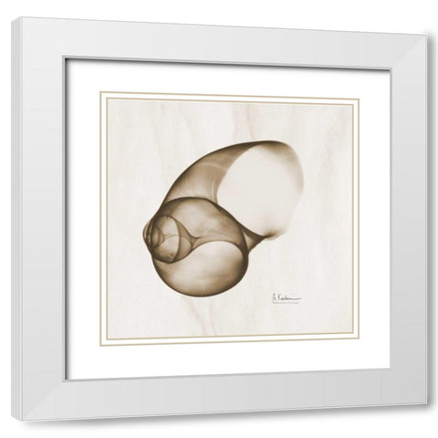 Brown Shell  Single White Modern Wood Framed Art Print with Double Matting by Koetsier, Albert