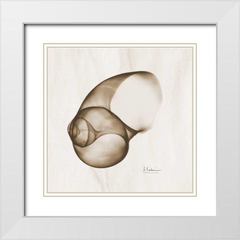 Brown Shell  Single White Modern Wood Framed Art Print with Double Matting by Koetsier, Albert