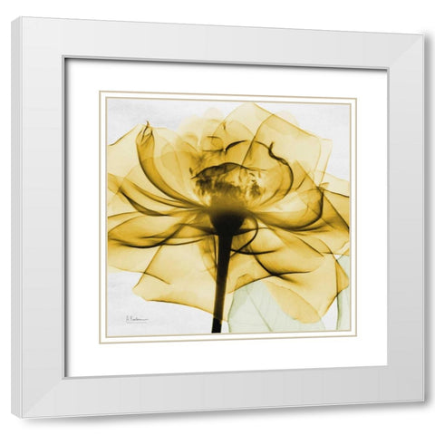 Golden Rose White Modern Wood Framed Art Print with Double Matting by Koetsier, Albert